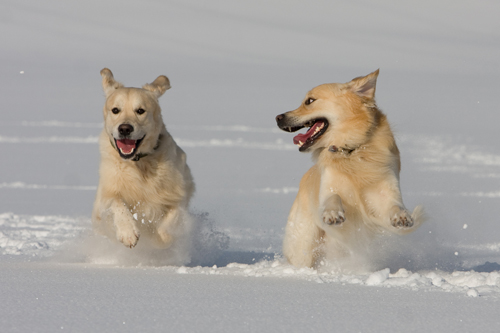 Hundefreunde im Schnee
