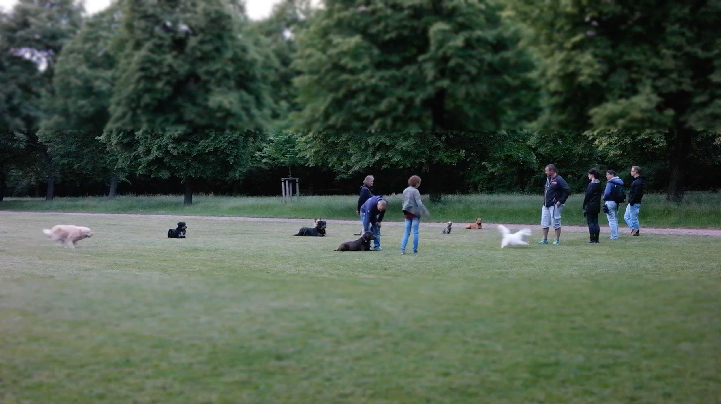 Hundeschule auf der Wiese