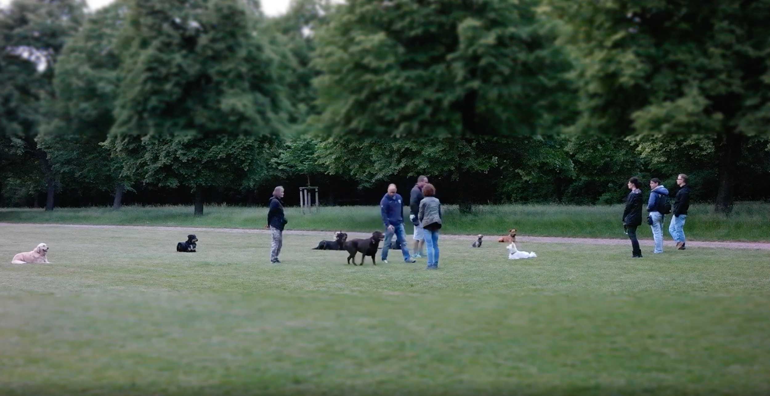 Hundeschule auf der Wiese